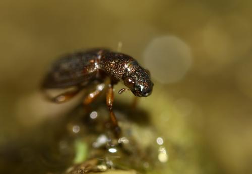 Hydrochus elongatus